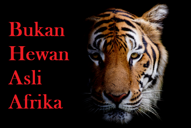 fakta tentang harimau