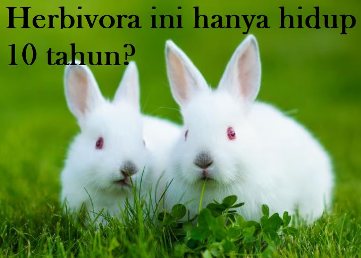 fakta mengenai kelinci