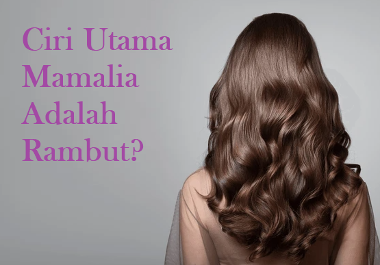 fakta tentang rambut