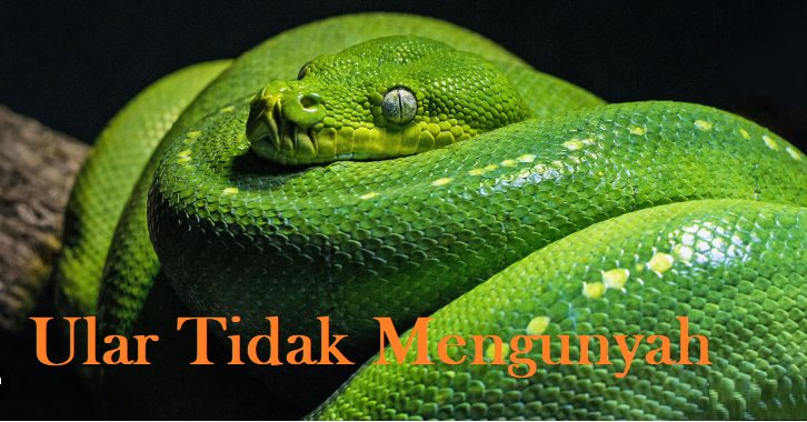 fakta tentang ular